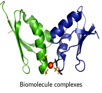 4_BIOMOLECULE%20COMPLEXES.png