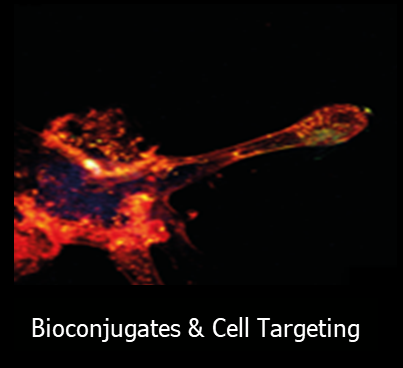 5_Biocomjugates%20and%20cell%20targeting.png